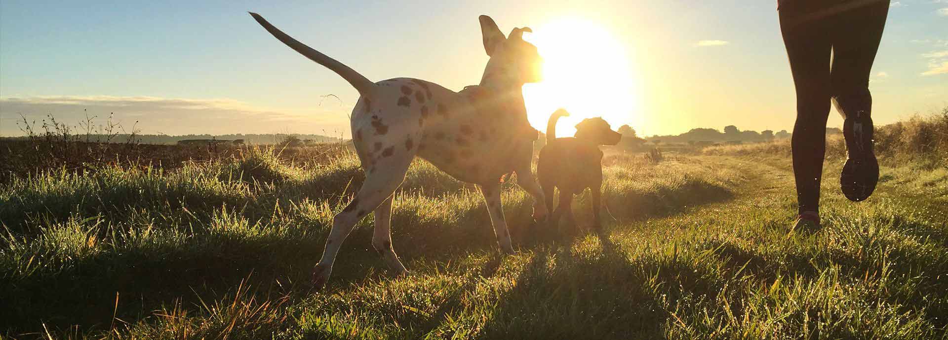 Runner with two dogs on grass path